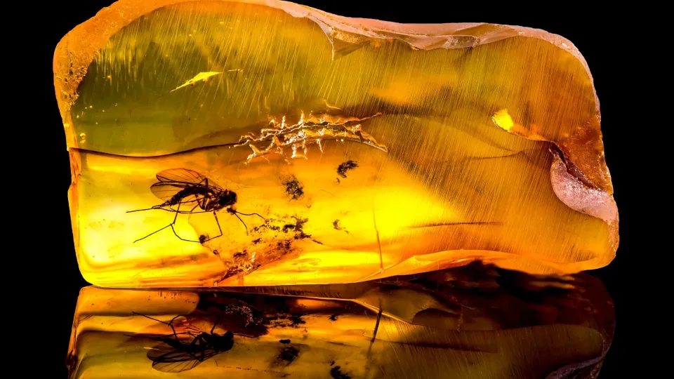 Šokiruojantis radinys Mianmare: 99 mln. metų senumo uodas beveik nesiskiria nuo dabartinių