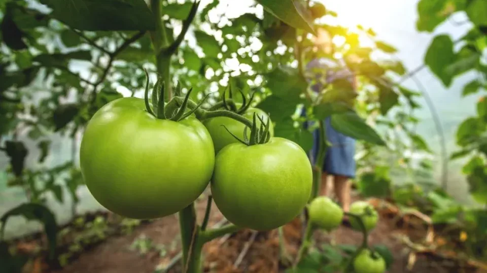Pomidorai užsispyrusiai žaliuoja? Paprasti triukai, kurie paskatins greitesnį nokimą be jokios chemijos