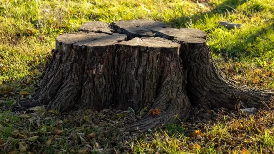 Kainuoja vos kelis eurus, o sutaupo šimtus: šis metodas padės pašalinti kelmą be kasimo ir sunkių įrankių