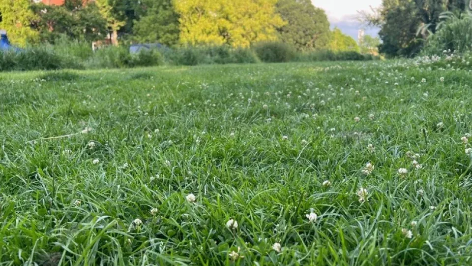 Galvojote, kad tai tiesiog paprasta pienė? Pasirodo, kad tai klastingas parazitas, užgrobiantis visą veją