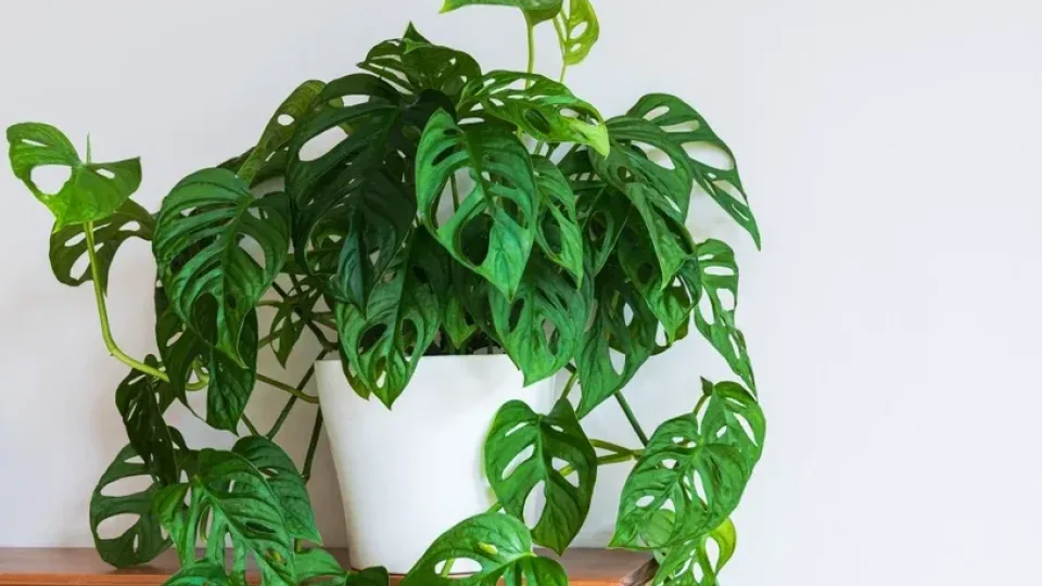 Monstera nustojo augti? Patyrusi gėlininkė atskleidė, kaip paversti savo monsterą kambario karaliene