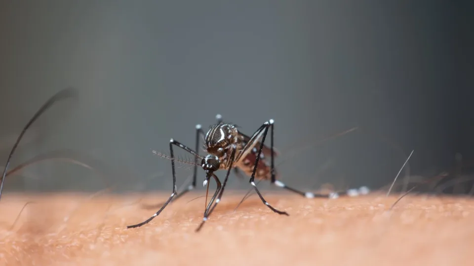 Uodai puola net šalis, kur jų niekada nebūdavo: mokslininkai įspėja apie radikalius klimato pokyčius