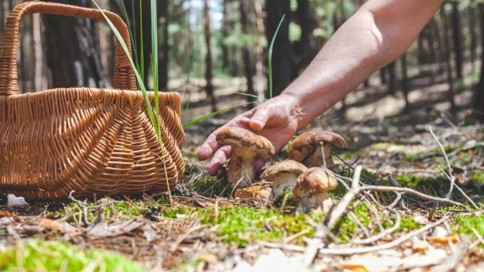 Grįžote su pilnu krepšiu grybų? Specialistai pasakė, kokių grybų negalima džiovinti, tai gali kenkti sveikatai