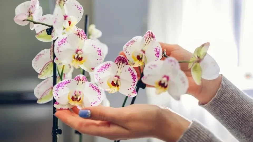Jūsų orchidėja nežydi? Pabandykite vieną paprastą triuką ir netrukus išvysite žiedų pumpurus