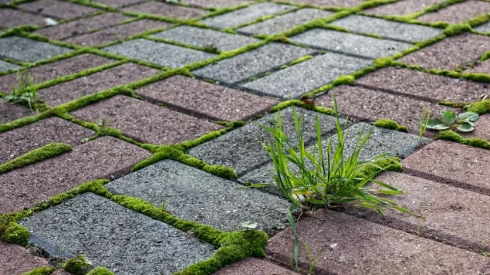 Daugelis apie tai net nesusimąsto: būtent dabar turite išrauti, kol dirva dar neįšalo