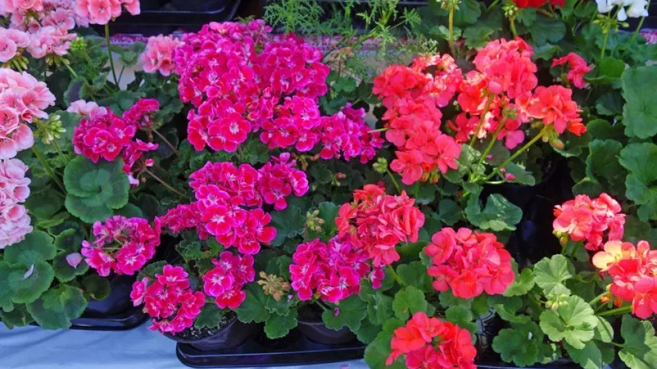 Vienas šaukštas ir pelargonijos sprogs žiedais: atskleidžiamas slaptas triukas, kurį slepia net ir kaimynė