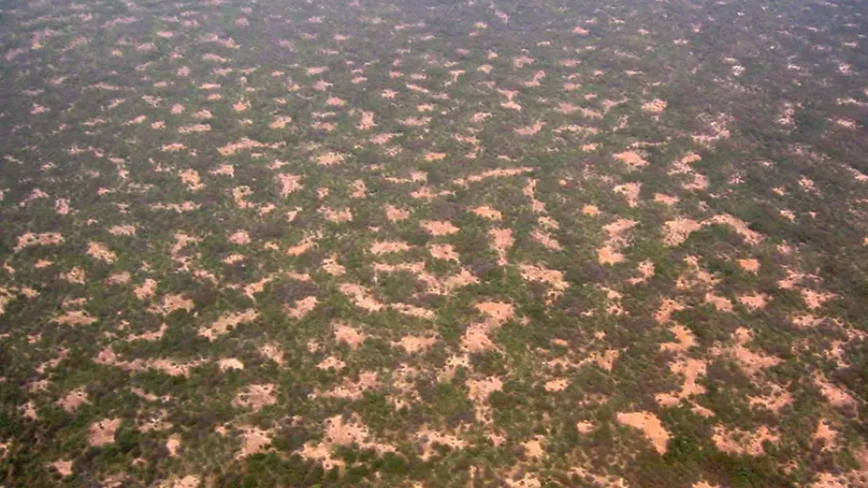 Atskleista didžiausia gamtos paslaptis: atrastas reiškinys, kuris paaiškina, kaip gamta išgyvena be vandens