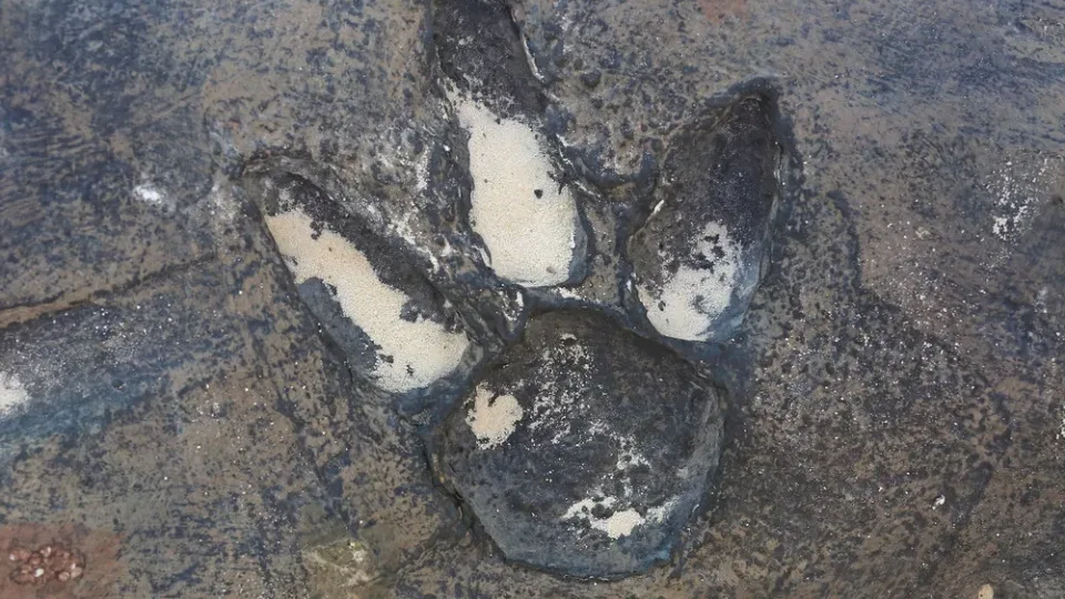 Mokslininkai šoko būsenoje: Argentinoje rasta sunkiai suvokiamo dydžio dinozaurų autostrada