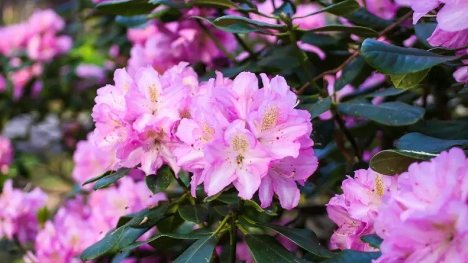 Kritinė klaida sode, kuri kainuoja žiedus: jei turi rododendrą, šią savaitę dar spėsite tai ištaisyti