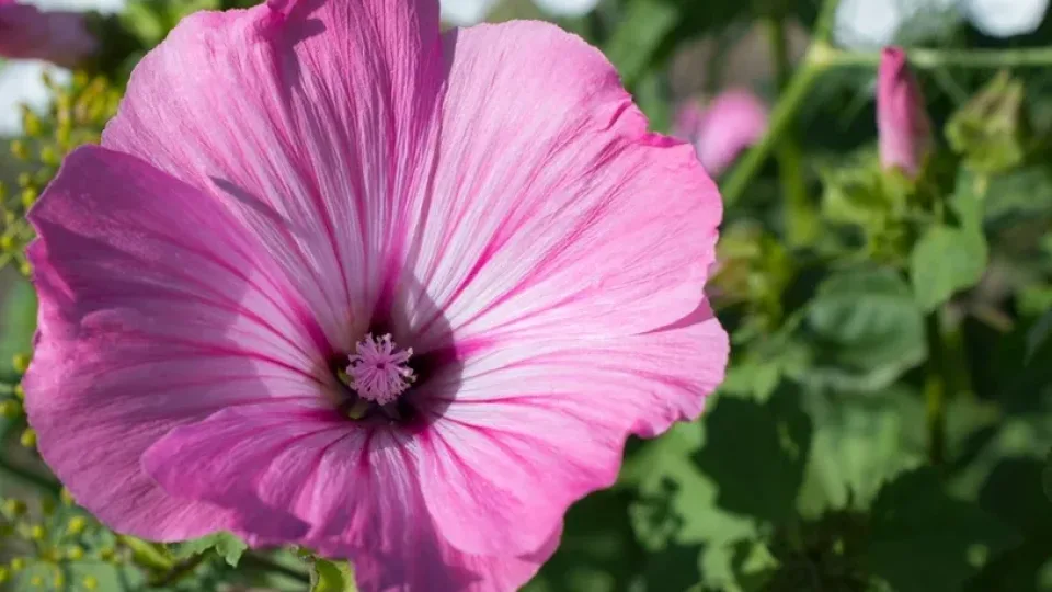 Žydi ilgai ir pribloškia rožiniais žiedais: liepą pasodinta gėlė nurungia net pelargonijas