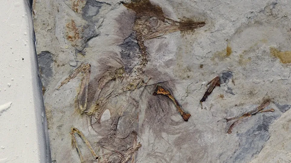 Tūkstančius metų slypėjusi paslaptis: mokslininkai rado paukštį, mirusį siaubinga mirtimi