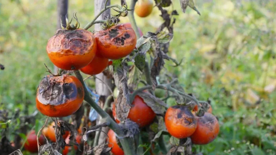 Bulvių maras sunaikino pomidorus? Štai ką turite pasodinti tučtuojau, kad išvalytumėte dirvą