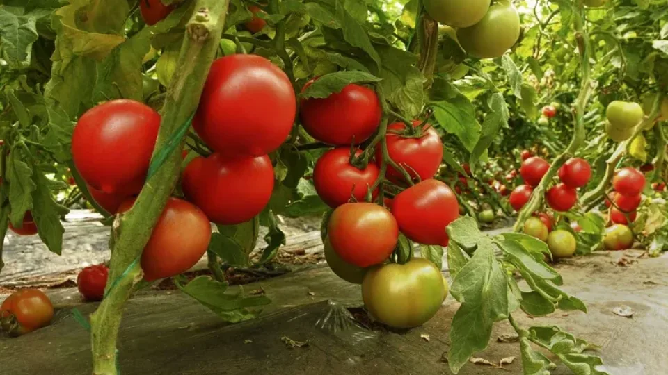 Pavojingi ženklai šiltnamyje: pomidorų lapai šaukiasi pagalbos, bet daugelis to visiškai nepastebi