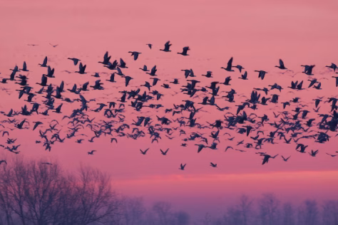 Be šių miškų migruojantiems paukščiams gręsia išnykimas, štai kodėl jie tokie svarbūs