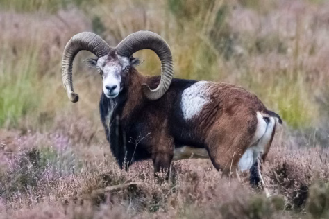 4000 metų senumo avis su maro bakterija: ar senovės epidemijas platino ne žmonės, o gyvūnai?