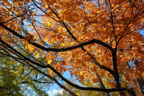 Nuo šiol plynas miškų kirtimas prie miestų uždraustas, ką tai reiškia gyventojams ir verslui?