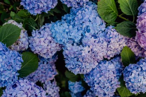 Didžiausia sodininkų paslaptis: padarykite tai dabar ir pavasarį jūsų hortenzijos sprogs nuo žiedų