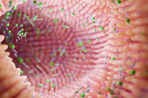 Mokslininkai pelėms persodino žmonių žarnyno bakterijas, jų elgesys pasikeitė stulbinamai greitai