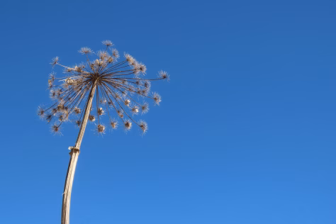 Sostinėje startuoja intervencija, kurios išvengti nepavyks net privačiuose sklypuose