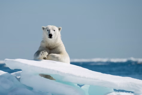 Grenlandija tarp ambicijų ir aljansų: NATO ir Didžioji Britanija traukia kariuomenę į Arktį