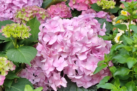 Kaip išryškinti hortenzijų grožį? Pasakiški augalų deriniai visiems sezonams, kurie nepaliks abejingų