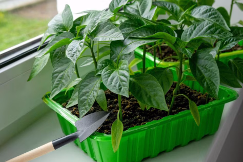 Kodėl paprikas turėtumėte dar sausį? Sužinokite, kokie yra tokio sprendimo privalumai