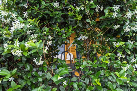 Ši stebuklinga gyvatvorė apgauna net ekspertus: atrodo kaip buksmedis, bet jos nepuola kenkėjai