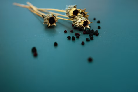 Kasdien geriu užpilą su šia prieskonine žolele: plaukai tapo stiprūs ir žvilgantys