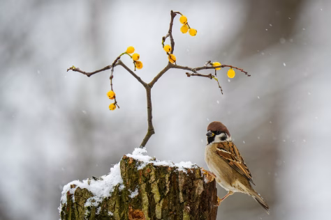 Stingdantis šaltis jų nepalauža: mažyčių paukščių išgyvenimo paslaptis pribloškė mokslininkus