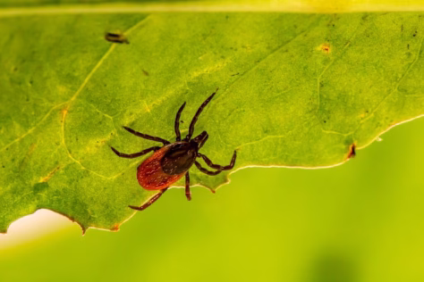 Grėsmė ne tik vasarą: Laimo ligos atvejų Lietuvoje daugėja, pavojus tyko net ir žiemą