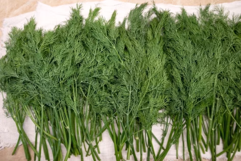 Vienas kvailas įprotis šaldant krapus naikina jų aromatą, bet yra triukas, kuris padės išsaugoti skonį