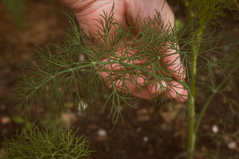 Kodėl jūsų krapai staiga nuvysta? Tam tikri ženklai išduoda, kad derlių puola pavojingi kenkėjai