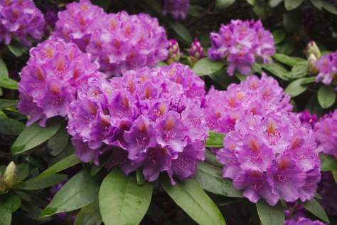 Rododendras džiūva nors jį laistote? Tai klaida, kuri pražudo augalą žiemą ir pavasarį