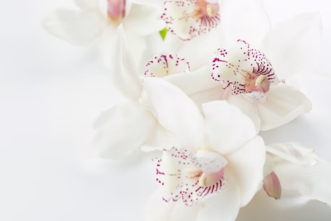 Viskas, ko reikia jūsų orchidėjoms: trys labai paprasti būdai išgelbėti orchidėją nuo nykimo