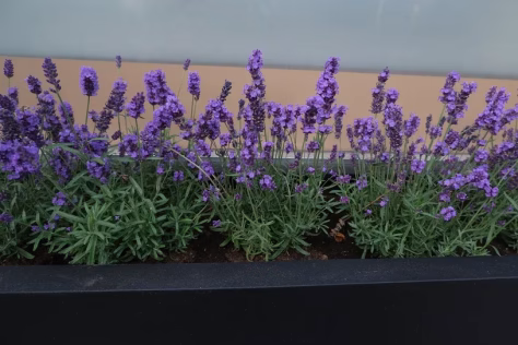 Kodėl jūsų prižiūrima levanda pradeda džiūti: patyrusių sodininkų patarimai, kaip ją išgelbėti