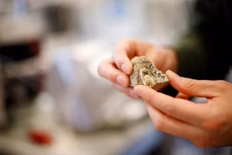 Mokslininkai liko šokiruoti: milijonų metų senumo dantys atskleidė tai, kas keičia viską, ką žinojome