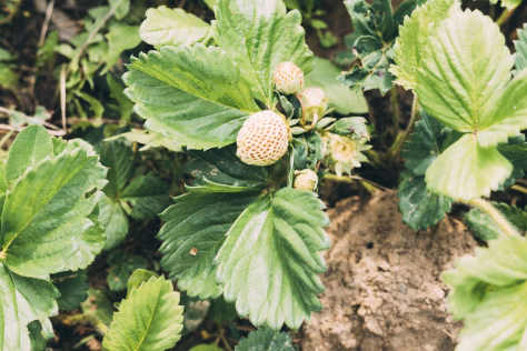 Ši klaida rudenį kainuoja saldžias vasaros uogas, viena klaida ir kitą vasarą braškių teks ieškoti turguje