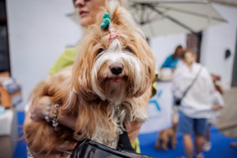 Nuo „puppuccino“ iki gimtadienio tortų: šiandien šunys valgo ledus, geria alų ir švenčia gimtadienius