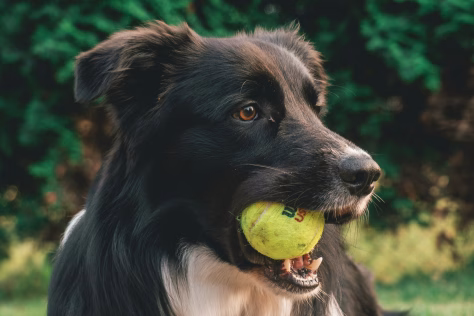 Nuo džiaugsmo iki priklausomybės: nepatikėsite, bet kai kurie šunys žaislus renkasi net vietoj maisto