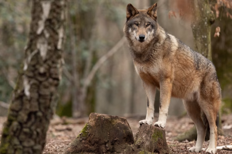 Iš Baltarusijos į Lietuvą atklydus vilkų gaujai, mokslininkės patarimai, ką daryti sutikus plėšrūną