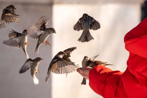 Kodėl žiemą negalima maitinti gulbių ir ančių duona? Veterinarų perspėjimas, kurį ignoruoja daugelis