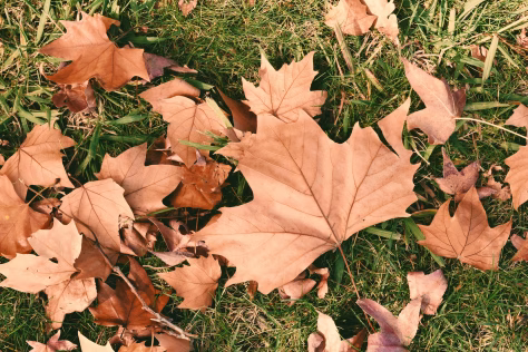 Norite pavasarį vešlios vejos? Specialistai įvardijo vieną paprastą rudeninį darbą, kuris lemia viską