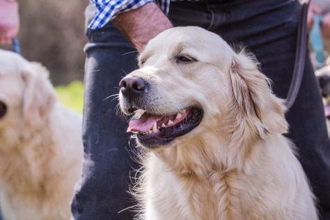 Genetinis ryšys tarp žmogaus ir šuns: paaiškėjo, kodėl mūsų augintiniai bijo ir pyksta