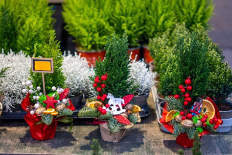 Prasideda prekyba kėniais: įsidėmėkite 5 dalykus, kad namuose jų spygliai nenubyrėtų iki Kalėdų