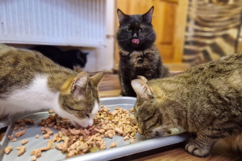 Alergija, atostogos ar atsakomybės baimė? Priežastys, kodėl po Kalėdų keturkojai grįžta į prieglaudą