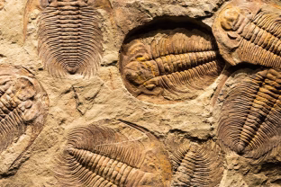 Sugriauti visi evoliucijos modeliai: naujas radinys supurtė mokslininkų bendruomenę