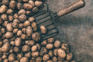 Tučtuojau išmeskite tokias bulves: vienas ženklas rodo, kad valgyti gali būti pavojinga