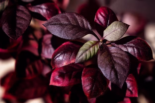 Naujasis ginklas prieš artritą? Brazilų tyrimas atskleidė paslaptį, slypinčią pakrančių augaluose