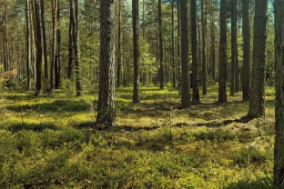 Kiekvienas medis turi savo balsą: pasakė, kaip apginti Lietuvos miškus, neperžengiant įstatymo ribų