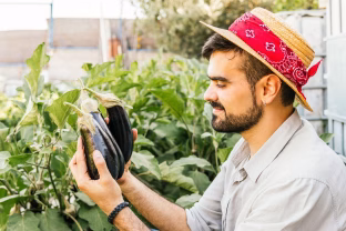 Pasirūpinkite savo baklažanais: sužinokite, kaip juos tinkamai laikyti, kad jie neprarastų skonio